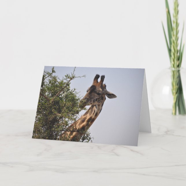 Cartão Dainty (Frente)