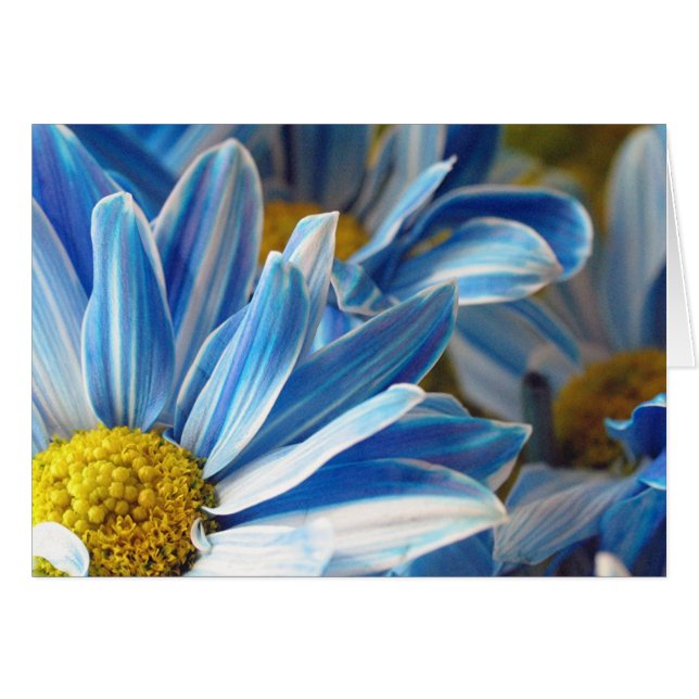 Cartão Daises Azuis #2 (Frente Horizontal)