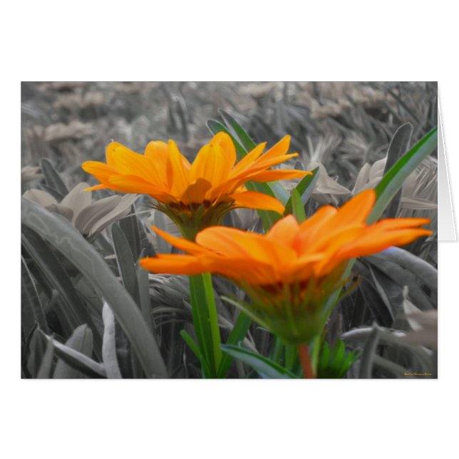 Cartão Daisies (Frente Horizontal)