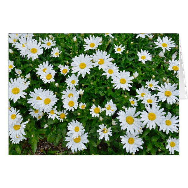 Cartão Daisies (Frente horizontal)