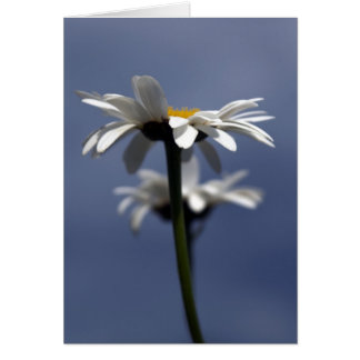 Cartão Daisies