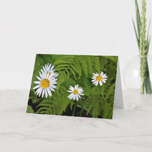 Cartão Daisies and Ferns, envelope included