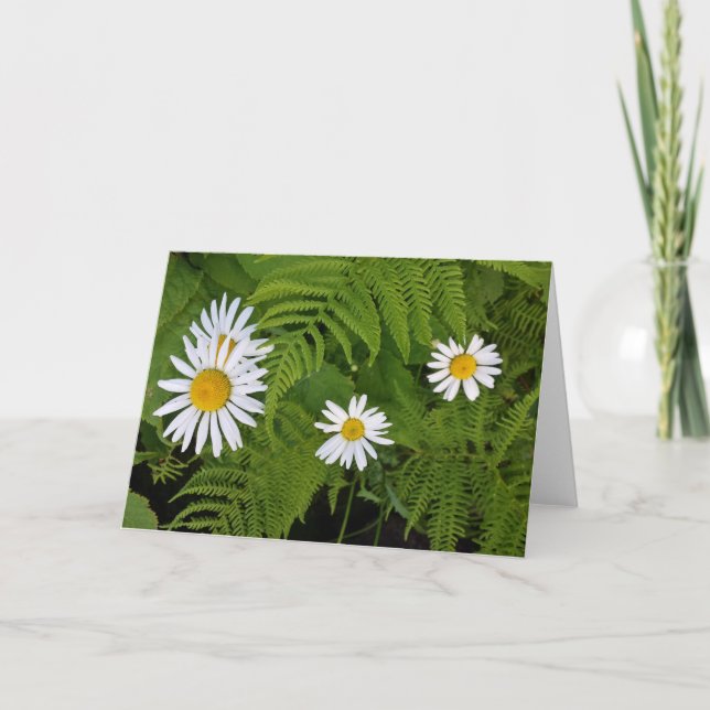 Cartão Daisies and Ferns, envelope included (Frente)