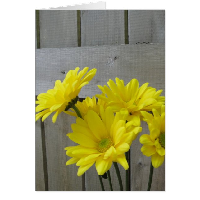Cartão Daisies ao longo da cerca (Frente)