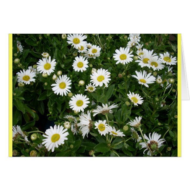 Cartão Daisies Aplenty (Frente horizontal)
