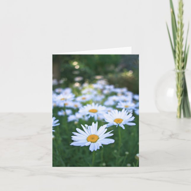 Cartão Daisies, Blank Card (Frente)