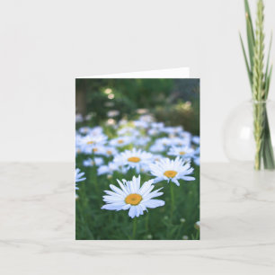 Cartão Daisies, Blank Card