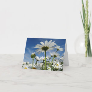 Cartão Daisies Reaching for Sky Postcard