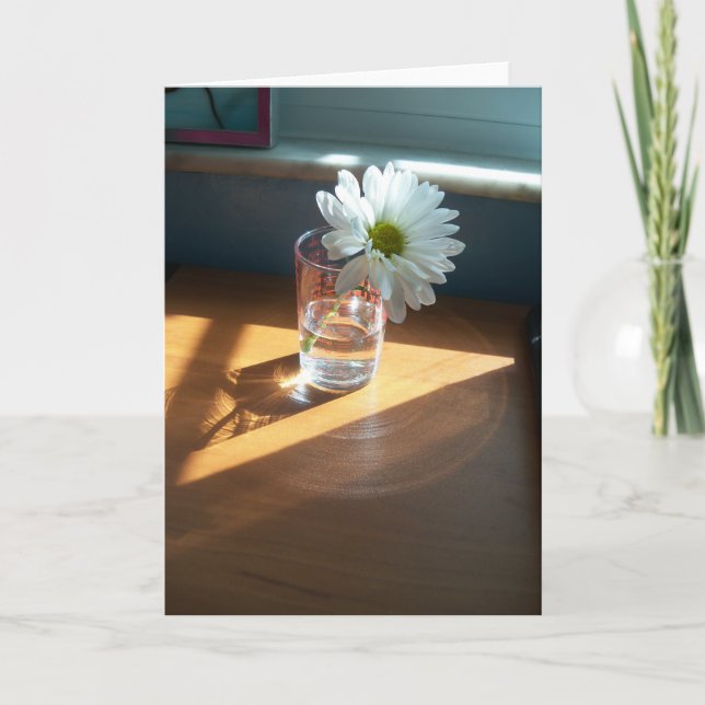 Cartão Daisy branco solteiro em um lugar ensolarado em um (Frente)