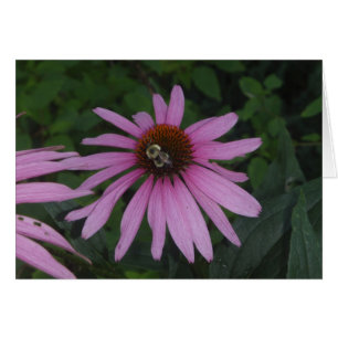 Cartão Daisy Bumble