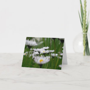 Cartão Daisy Field Card