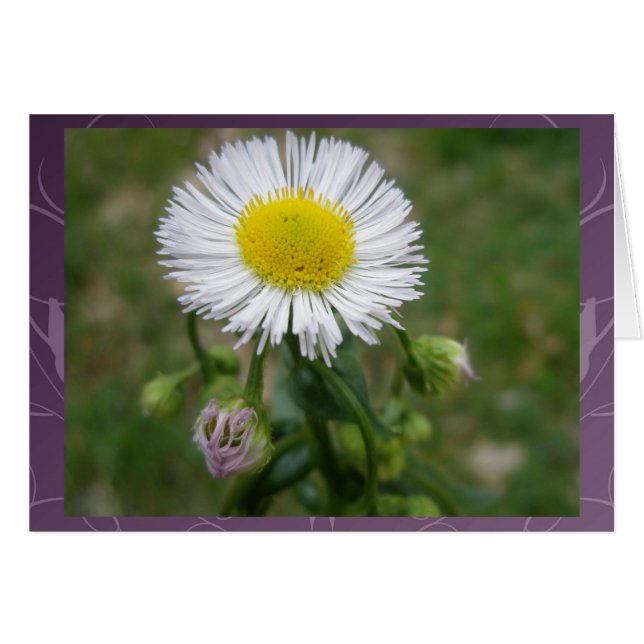 Cartão Daisy Fleabane Wildflower (Frente Horizontal)