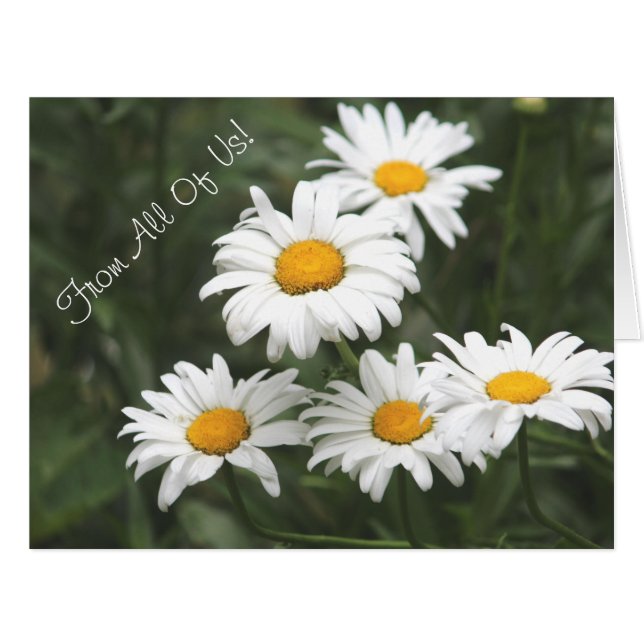 Cartão Daisy Flowed Designer (Frente horizontal)
