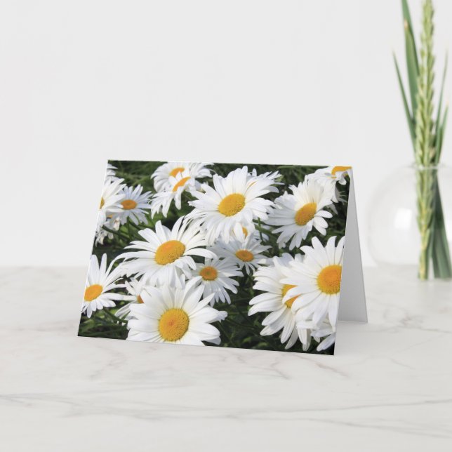 Cartão Daisy Flowers Growing White (Frente)