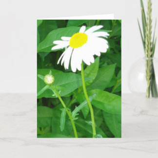 Cartão daisy note card