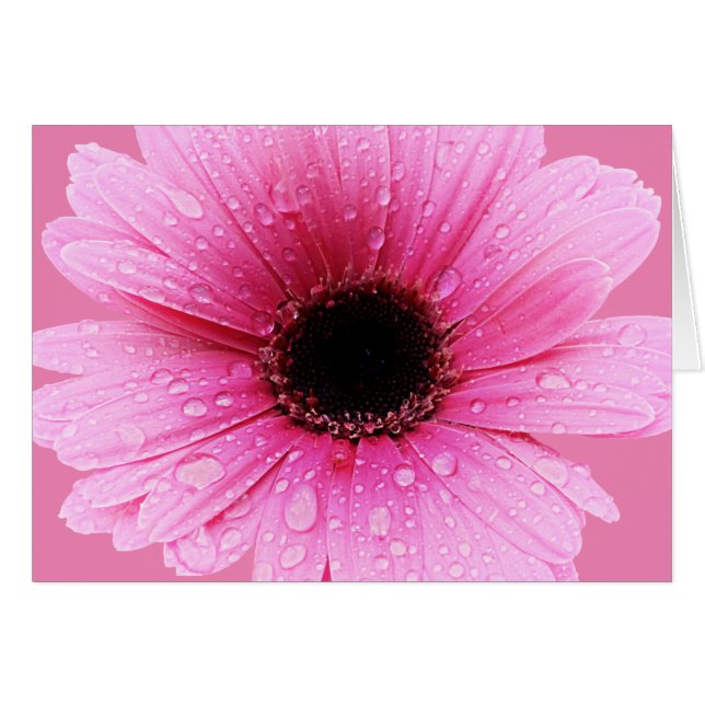 Cartão Daisy Pink com Raindrops (Frente Horizontal)