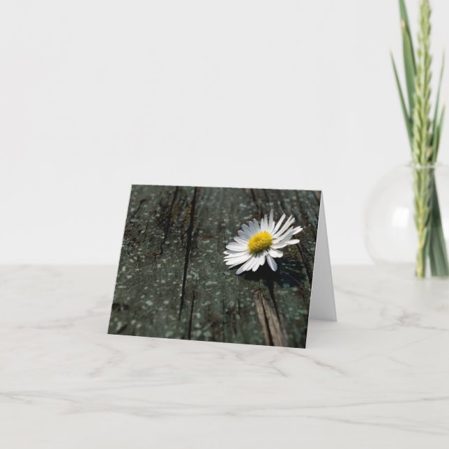 Cartão Daisy Solitude (Frente)