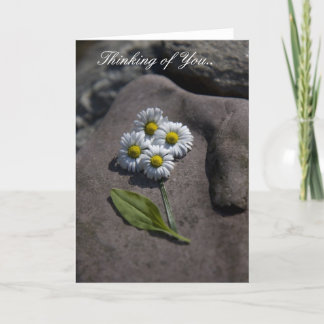 Cartão 'Daisy' Thinking of You.. Card