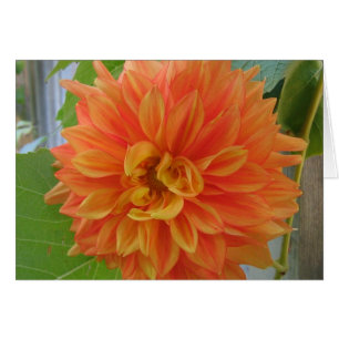 Cartão Dália alaranjada