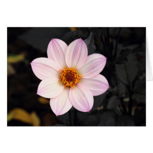 Cartão Dália cor-de-rosa