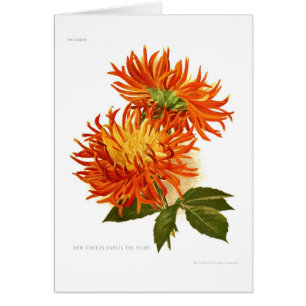 Cartão Dália do cacto