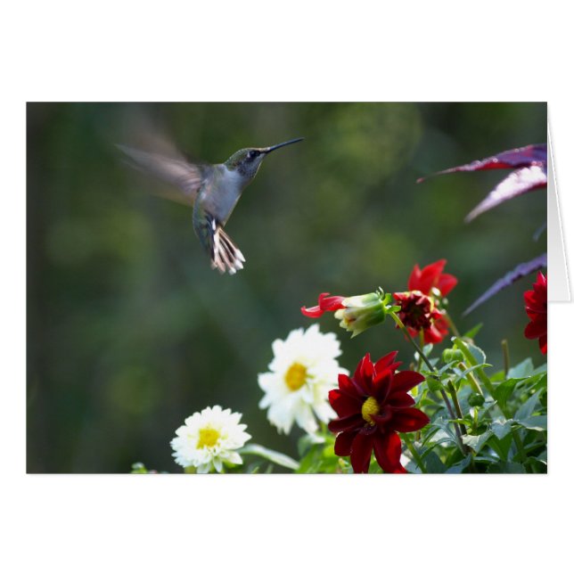 Cartão Dália Hummer (Frente Horizontal)