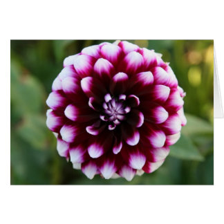 Cartão Dália, Ryan C