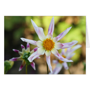 Cartão Dália, Willie Willie