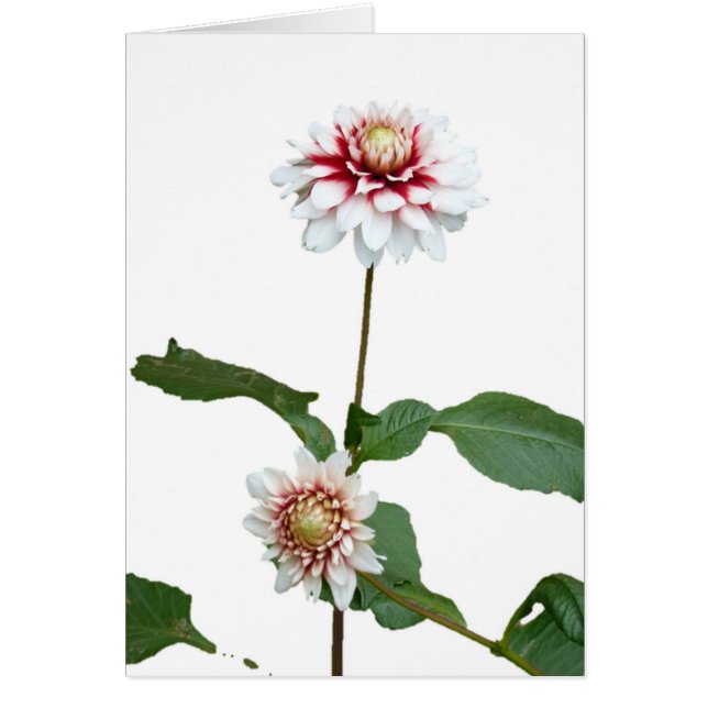 Cartão Dálias 1 (Frente)