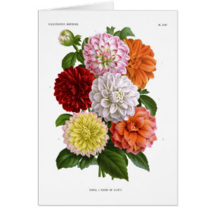 Cartão Dálias do cacto