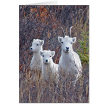 Dall Sheep Ewe com seus cordeiros em Denali NP