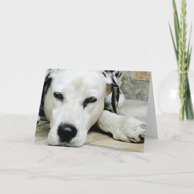Cartão Dalmatian Resting  Greeting Card (Frente)