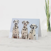 Dalmation