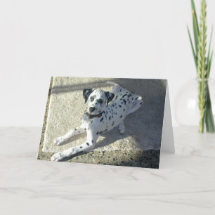 Cartão Dalmation Puppy