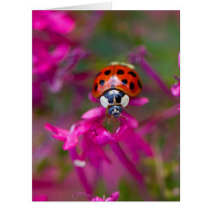Cartão Damasco Negro Vermelho Ladybird em Flores Rosa