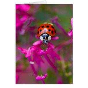 Cartão Damasco Negro Vermelho Ladybird em Flores Rosa