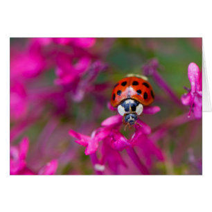 Cartão Damasco Negro Vermelho Ladybird em Flores Rosa