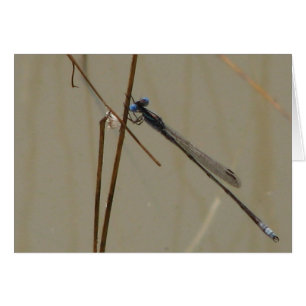 Cartão Damselfly
