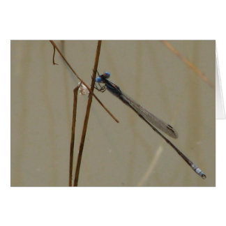 Cartão Damselfly