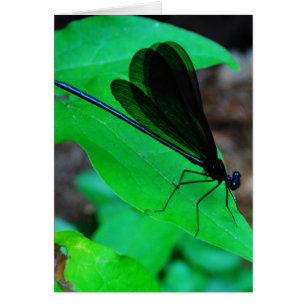 Cartão Damselfly azul em uma folha verde.