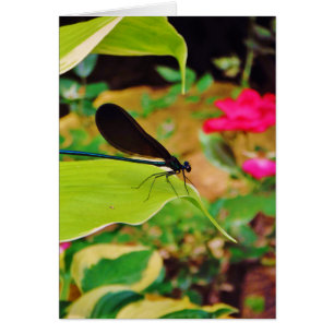 Cartão Damselfly e Rosa