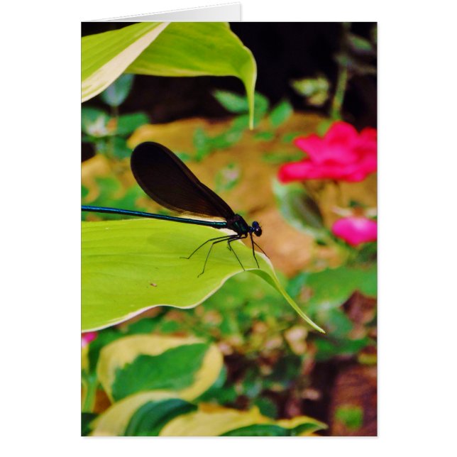 Cartão Damselfly e Rosa (Frente)