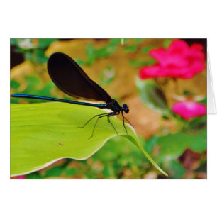 Cartão Damselfly e Rosa