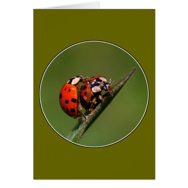 Cartão Damybugs Apaixonados (Frente)