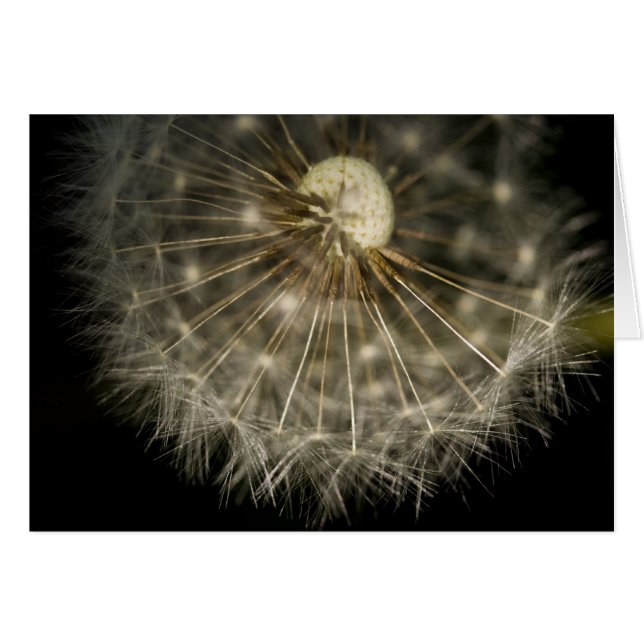 Cartão Dan D Lion Card (Frente Horizontal)