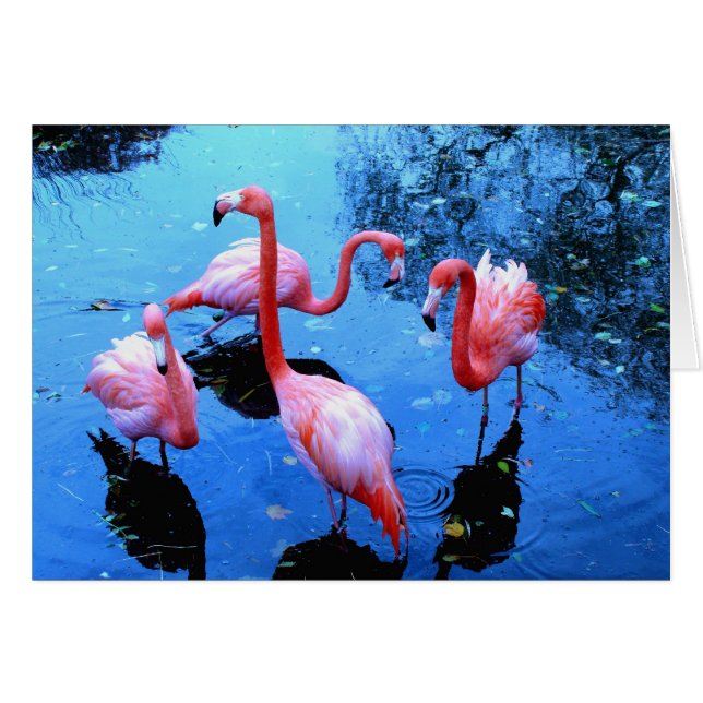 Cartão Dança dos flamingos (Frente Horizontal)