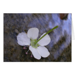 Cartão Dançar na Água