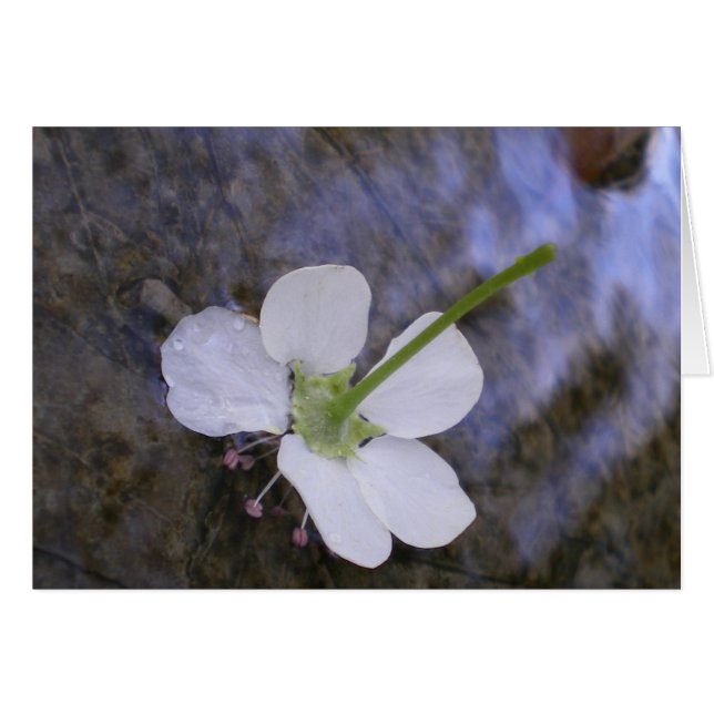 Cartão Dançar na Água (Frente Horizontal)