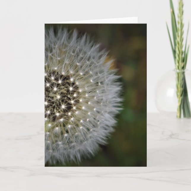 Cartão Dandelion (Frente)