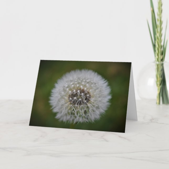Cartão Dandelion (Frente)